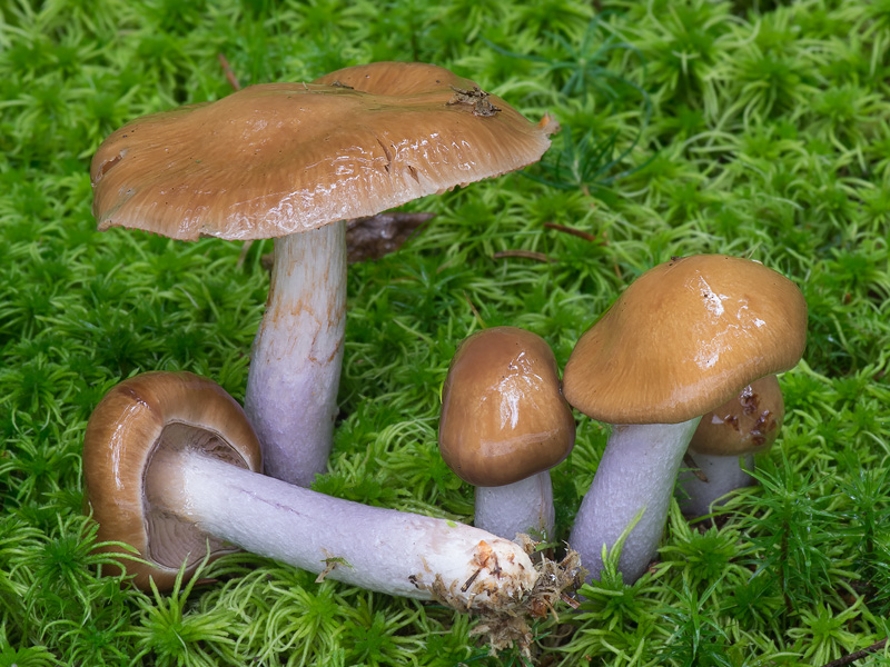 Cortinarius stillatitius